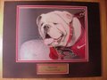 Picture: UGA VIII Georgia Bulldogs original 8 X 10 photo professionally double matted to 11 X 14 with a gold-colored plate that reads "UGA VIII, Georgia Bulldogs."