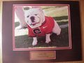 Picture: UGA VIII Georgia Bulldogs original 8 X 10 photo professionally double matted in team colors to 11 X 14 with a gold-colored plate that reads "UGA VIII, Georgia Bulldogs." Fits a standard frame!