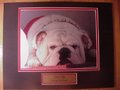 Picture: UGA VIII Georgia Bulldogs original 8 X 10 photo professionally double matted in team colors to 11 X 14 with a gold-colored plate that reads "UGA VIII, Georgia Bulldogs." Fits a standard frame.