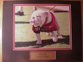 Picture: UGA VIII Georgia Bulldogs original 8 X 10 photo professionally double matted to 11 X 14 with a gold-colored plate that reads "UGA VIII, Georgia Bulldogs." Fits a standard frame.