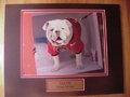Picture: UGA VIII Georgia Bulldos original 8 X 10 photo professionally double matted to 11 X 14 with a gold-colored plate that reads "UGA VIII, Georgia Bulldogs."
