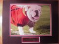 Picture: UGA IX Georgia Bulldogs 8 X 10 photo professionally double matted in team colors to 11 X 14 with a gold-colored plate that reads "UGA IX, In Russ We Trust, Georgia Bulldogs." This is an original photo exclusive to Georgia Bulldogs Prints from 2012 on the day Russ became UGA IX!