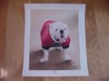 Picture: Just out this 2016 print of UGA X of the Georgia Bulldogs is 10 X 12 with an image size of 8 X 10. The print identifies the bulldog as "Que" so you know it's 10!