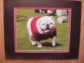 Picture: UGA VI original 8 X 10 photo professionally double matted to 11 X 14 to fit a standard frame. Rare shot of UGA walking where you can actually see his paw!  