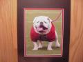 Picture: UGA VI original 8 X 10 photo professionally double matted to 11 X 14 to fit a standard frame. Here a happy UGA stands with his tongue showing.