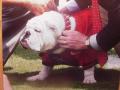 Picture: UGA VII is officially crowned the university's mascot original Georgia Bulldogs 11 X 14 glossy photo.